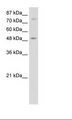 FOXB1 Antibody - HepG2 Cell Lysate.  This image was taken for the unconjugated form of this product. Other forms have not been tested.