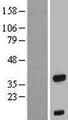 FOXB1 Protein - Western validation with an anti-DDK antibody * L: Control HEK293 lysate R: Over-expression lysate