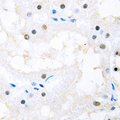 FOXC1+2 Antibody - Immunohistochemical analysis of FOXC1/2 staining in human kidney formalin fixed paraffin embedded tissue section. The section was pre-treated using heat mediated antigen retrieval with sodium citrate buffer (pH 6.0). The section was then incubated with the antibody at room temperature and detected using an HRP conjugated compact polymer system. DAB was used as the chromogen. The section was then counterstained with hematoxylin and mounted with DPX.