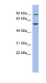 FOXC1 Antibody - FOXC1 antibody Western blot of THP-1 cell lysate. This image was taken for the unconjugated form of this product. Other forms have not been tested.