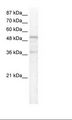 FOXC1 Antibody - HepG2 Cell Lysate.  This image was taken for the unconjugated form of this product. Other forms have not been tested.