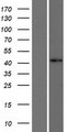 FOXD4L1 / FOXD5 Protein - Western validation with an anti-DDK antibody * L: Control HEK293 lysate R: Over-expression lysate