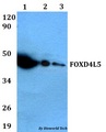 FOXD4L5 Antibody - Western blot of FOXD4L5 antibody at 1:500 dilution. Lane 1: HEK293T whole cell lysate. Lane 2: Raw264.7 whole cell lysate. Lane 3: PC12 whole cell lysate.
