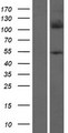 FOXD4L5 Protein - Western validation with an anti-DDK antibody * L: Control HEK293 lysate R: Over-expression lysate