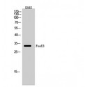FOXE3 Antibody - Western blot of FoxE3 antibody