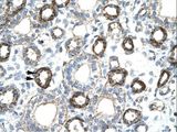 FOXF2 Antibody - FOXF2 antibody ARP31694_T100-NP_001443-FOXF2 (forkhead box F2) Antibody was used in IHC to stain formalin-fixed, paraffin-embedded human kidney.  This image was taken for the unconjugated form of this product. Other forms have not been tested.