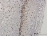 FOXL1 Antibody - Immunoperoxidase of monoclonal antibody to FOXL1 on formalin-fixed paraffin-embedded human uterine cervix. [antibody concentration 3 ug/ml]