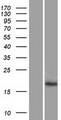 FOXL2NB Protein - Western validation with an anti-DDK antibody * L: Control HEK293 lysate R: Over-expression lysate