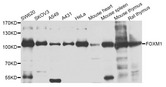 FOXM1 Antibody - Western blot analysis of extracts of various cell lines.