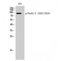 FOXO1+3 Antibody - Western blot of Phospho-FoxO1/3 (S322/S325) antibody