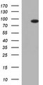 FOXP1 Antibody - HEK293T cells were transfected with the pCMV6-ENTRY control (Left lane) or pCMV6-ENTRY FOXP1 (Right lane) cDNA for 48 hrs and lysed. Equivalent amounts of cell lysates (5 ug per lane) were separated by SDS-PAGE and immunoblotted with anti-FOXP1.