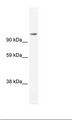 FOXP4 Antibody - SP2/0 Cell Lysate.  This image was taken for the unconjugated form of this product. Other forms have not been tested.
