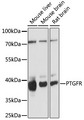 FP / PTGFR Antibody - Western blot analysis of extracts of various cell lines, using PTGFR antibody at 1:1000 dilution. The secondary antibody used was an HRP Goat Anti-Rabbit IgG (H+L) at 1:10000 dilution. Lysates were loaded 25ug per lane and 3% nonfat dry milk in TBST was used for blocking. An ECL Kit was used for detection and the exposure time was 90s.