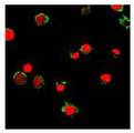 FPR2 / FPRL1 Antibody - Immunofluorescence labeling of HL-60 cells using Formyl Peptide Receptor-like 1 (FPRL1, Formyl Peptide Receptor 2, FPR2, FMLP R I, FMLP R II, FMLP-related Receptor I, FMLPX, FPR2A, FPRH1, FPRH2, HM63, Lipoxin A4 Receptor, LXA4 Receptor, LXA4R, RFP) (green). Nuclei have been labeled with PI (red).