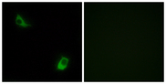 FPR3 / FPRL2 Antibody - Immunofluorescence analysis of LOVO cells, using FPRL2 Antibody. The picture on the right is blocked with the synthesized peptide.