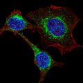 Fragilis / IFITM3 Antibody - Fluorescent confocal image of HeLa cells stained with IFITM3 antibody. HeLa cells were fixed with 4% PFA (20 min), permeabilized with Triton X-100 (0.2%, 30 min), then incubated with Fragilis (IFITM3) primary antibody (1:200, 2 h at room temperature). For secondary antibody, Alexa Fluor 488 conjugated donkey anti-rabbit antibody (green) was used (1:1000, 1h). Cytoplasmic actin was counterstained with Alexa Fluor 555 (red) conjugated Phalloidin (5.25 mu M, 25 min). Nuclei were counterstained with Hoechst 33342 (blue) (10 ug/ml, 3 min). Note the highly specific localization of the IFITM3 immunoreactivity to the Golgi.