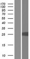 FRAT2 Protein - Western validation with an anti-DDK antibody * L: Control HEK293 lysate R: Over-expression lysate
