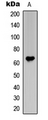 Antibody - Western blot analysis of Frizzled 1/2/7 expression in HeLa (A) whole cell lysates.