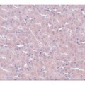 FRMPD2 Antibody - Immunohistochemistry of FRMPD2 in mouse kidney tissue with FRMPD2 antibody at 5 µg/mL.