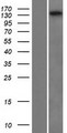 FRMPD2 Protein - Western validation with an anti-DDK antibody * L: Control HEK293 lysate R: Over-expression lysate