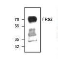 FRS2 Antibody - Western blot of FRS2 antibody.