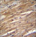 FSD2 Antibody - FSD2 Antibody immunohistochemistry of formalin-fixed and paraffin-embedded mouse heart tissue followed by peroxidase-conjugated secondary antibody and DAB staining.