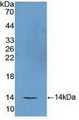 FSH Antibody - Western Blot; Sample: Recombinant FSH, Mouse.