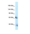 FSTL4 Antibody - Western blot of Human HepG2. FSTL4 antibody dilution 1.0 ug/ml.  This image was taken for the unconjugated form of this product. Other forms have not been tested.
