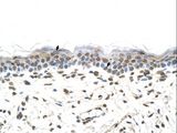 FTCD / 58K Golgi Protein Antibody - Immunohistochemistry with Fetal liver cell lysate tissue at an antibody concentration of 1.25 ug/ml using anti-FTCD antibody.  This image was taken for the unconjugated form of this product. Other forms have not been tested.