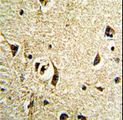 FTO Antibody - Formalin-fixed and paraffin-embedded human brain tissue reacted with FTO Antibody , which was peroxidase-conjugated to the secondary antibody, followed by DAB staining. This data demonstrates the use of this antibody for immunohistochemistry; clinical relevance has not been evaluated.