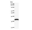 FTSJ2 Antibody - Western blot analysis of immunized recombinant protein, using anti-FTSJ2 monoclonal antibody.