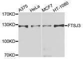 FTSJ3 Antibody - Western blot analysis of extracts of various cells.