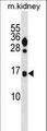 FUNDC2 Antibody - FUNDC2 Antibody western blot of mouse kidney tissue lysates (35 ug/lane). The FUNDC2 antibody detected the FUNDC2 protein (arrow).