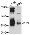 FUT2 / SE Antibody - Western blot analysis of extracts of various cell lines.