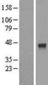 FUZ / FY Protein - Western validation with an anti-DDK antibody * L: Control HEK293 lysate R: Over-expression lysate