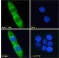 FXR1 Antibody - FXR1 antibody immunofluorescence analysis of paraformaldehyde fixed A431 cells, permeabilized with 0.15% Triton. Primary incubation 1hr (10ug/ml) followed by Alexa Fluor 488 secondary antibody (2ug/ml), showing cytoplasmic staining. The nuclear stain is DAPI (blue). Negative control: Unimmunized goat IgG (10ug/ml) followed by Alexa Fluor 488 secondary antibody (2ug/ml).