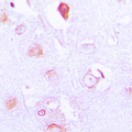 FXR2 Antibody - Immunohistochemical analysis of FXR2 staining in human brain formalin fixed paraffin embedded tissue section. The section was pre-treated using heat mediated antigen retrieval with sodium citrate buffer (pH 6.0). The section was then incubated with the antibody at room temperature and detected using an HRP conjugated compact polymer system. DAB was used as the chromogen. The section was then counterstained with hematoxylin and mounted with DPX.