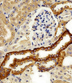 FXYD6 Antibody - Immunohistochemical of paraffin-embedded M. kidney section using FXYD6 Antibody. Antibody was diluted at 1:100 dilution. A peroxidase-conjugated goat anti-rabbit IgG at 1:400 dilution was used as the secondary antibody, followed by DAB staining.