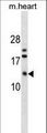 FXYD7 Antibody - FXYD7 Antibody western blot of mouse heart tissue lysates (35 ug/lane). The FXYD7 antibody detected the FXYD7 protein (arrow).