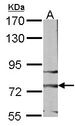 FZD3 / Frizzled 3 Antibody - Sample (30 ug of whole cell lysate). A: NIH-3T3. 7.5% SDS PAGE. FZD3 antibody diluted at 1:1000.