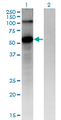 FZD4 / Frizzled 4 Antibody - Western Blot analysis of FZD4 expression in transfected 293T cell line by FZD4 monoclonal antibody (M02), clone 3G7.Lane 1: FZD4 transfected lysate (Predicted MW: 59.9 KDa).Lane 2: Non-transfected lysate.