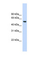 FZR1 Antibody - FZR1 antibody Western blot of 721_B cell lysate. This image was taken for the unconjugated form of this product. Other forms have not been tested.