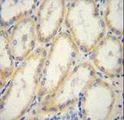 G6PC / Glucose-6-Phosphatase Antibody - G6PC Antibody immunohistochemistry of formalin-fixed and paraffin-embedded human kidney tissue followed by peroxidase-conjugated secondary antibody and DAB staining.