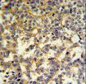 G6PD Antibody - G6PD Antibody IHC of formalin-fixed and paraffin-embedded testis followed by peroxidase-conjugated secondary antibody and DAB staining.