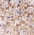 GABARAP Antibody - Immunohistochemistry: GABARAP Antibody - Analysis of GABARAP in mouse liver using DAB with hematoxylin counterstain.  This image was taken for the unconjugated form of this product. Other forms have not been tested.
