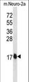 GABARAPL2 / ATG8 Antibody - GATE16 Antibody western blot of mouse Neuro-2a cell line lysates (35 ug/lane). The GATE16 antibody detected the GATE16 protein (arrow).