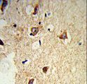 GABARAPL2 / ATG8 Antibody - Formalin-fixed and paraffin-embedded mouse brain tissue reacted with GABARAPL2 Antibody, which was peroxidase-conjugated to the secondary antibody, followed by DAB staining. This data demonstrates the use of this antibody for immunohistochemistry; clinical relevance has not been evaluated.