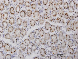 GABPA / NRF2 Antibody - Immunoperoxidase of monoclonal antibody to GABPA on formalin-fixed paraffin-embedded human stomach. [antibody concentration 1 ug/ml]