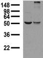 GABRA1 Antibody - Adult rat brain membrane (left) and transientlytransfected COS cell extracts (right) probed
