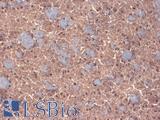 GABRB3 Antibody - IHC analysis of GABA(A)R Beta 3 in frozen sections of mouse brain extract using GABRB3 antibody.  This image was taken for the unconjugated form of this product. Other forms have not been tested.